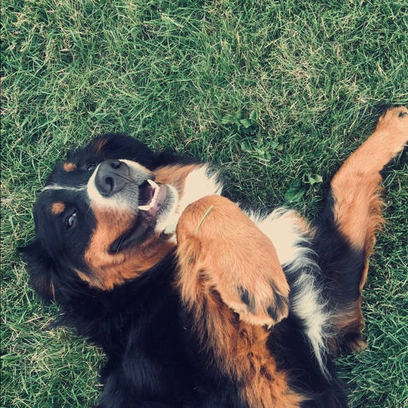 Meet your Posher, Emma - Picture 1 of 1